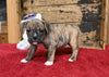 Boxer/Bulldog For Sale Fredericksburg OH Female-Brooklyn