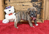 Boxer/Bulldog For Sale Fredericksburg OH Female-Brooklyn