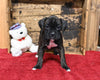 AKC Registered Boxer For Sale Fredericksburg OH Female-Paige