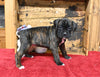 AKC Registered Boxer For Sale Fredericksburg OH Female-Paige