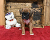 AKC Registered Boxer For Sale Fredericksburg OH Female-Peggy