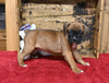 AKC Registered Boxer For Sale Fredericksburg OH Female-Peggy