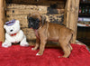 AKC Registered Boxer For Sale Fredericksburg OH Female-Peggy