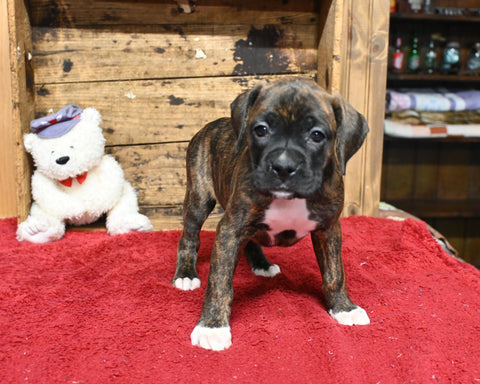 AKC Registered Boxer For Sale Fredericksburg OH Female-Paula