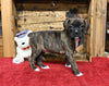 AKC Registered Boxer For Sale Fredericksburg OH Female-Paula