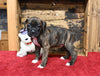 AKC Registered Boxer For Sale Fredericksburg OH Female-Paula