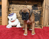 AKC Registered Boxer For Sale Fredericksburg OH Female-Patty