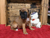 AKC Registered Boxer For Sale Fredericksburg OH Female-Patty