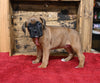 AKC Registered Boxer For Sale Fredericksburg OH Female-Patty