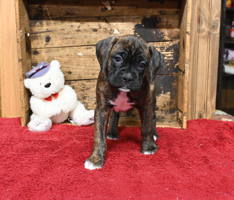 AKC Registered Boxer For Sale Fredericksburg OH Female-Pearl