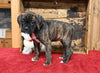 AKC Registered Boxer For Sale Fredericksburg OH Female-Pearl
