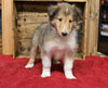 AKC Registered Collie Lassie For Sale Fredericksburg OH Male-Lance
