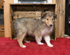 AKC Registered Collie Lassie For Sale Fredericksburg OH Male-Lance
