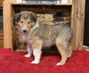 AKC Registered Collie Lassie For Sale Fredericksburg OH Male-Lance