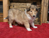 AKC Registered Collie Lassie For Sale Fredericksburg OH Female-Lindsey