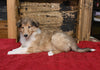 AKC Registered Collie Lassie For Sale Fredericksburg OH Female-Lindsey