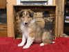 AKC Registered Collie Lassie For Sale Fredericksburg OH Male-Lee