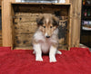 AKC Registered Collie Lassie For Sale Fredericksburg OH Male-Lee