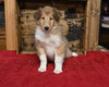 AKC Registered Collie Lassie For Sale Fredericksburg OH Female-Lucy
