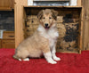 AKC Registered Collie Lassie For Sale Fredericksburg OH Female-Lucy