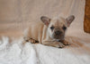 AKC Registered French Bulldog For Sale Wooster OH Female-Stella