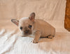 AKC Registered French Bulldog For Sale Wooster OH Female-Stella