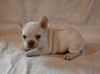AKC Registered French Bulldog For Sale Wooster OH Female-Blossom