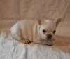 AKC Registered French Bulldog For Sale Wooster OH Female-Blossom