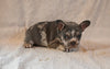 AKC Registered French Bulldog For Sale Wooster OH Female-Ava