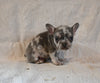 AKC Registered French Bulldog For Sale Wooster OH Male-Winston