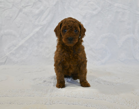 F1BB Mini Goldendoodle For Sale Sugarcreek OH Female-Bambi