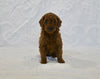 F1BB Mini Goldendoodle For Sale Sugarcreek OH Female-Bambi