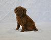 F1BB Mini Goldendoodle For Sale Sugarcreek OH Female-Bambi