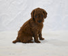F1BB Mini Goldendoodle For Sale Sugarcreek OH Female-Bambi