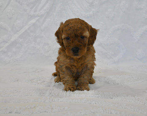 F1BB Mini Goldendoodle For Sale Sugarcreek OH Female-Bonnie