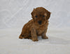F1BB Mini Goldendoodle For Sale Sugarcreek OH Female-Bonnie
