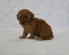 F1BB Mini Goldendoodle For Sale Sugarcreek OH Female-Bonnie