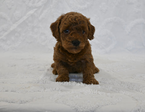 F1BB Mini Goldendoodle For Sale Sugarcreek OH Male-Billy
