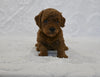 F1BB Mini Goldendoodle For Sale Sugarcreek OH Male-Billy