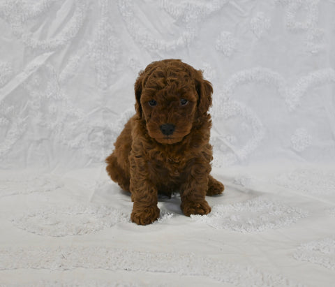 F1BB Mini Goldendoodle For Sale Sugarcreek OH Male-Buddy