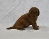F1BB Mini Goldendoodle For Sale Sugarcreek OH Male-Buddy