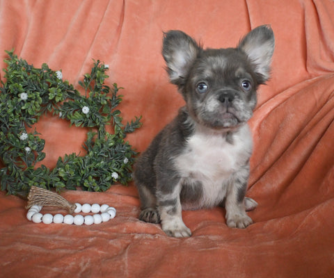 AKC Registered FLUFFY French Bulldog For Sale Fredericksburg OH Male-Ace