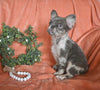 AKC Registered FLUFFY French Bulldog For Sale Fredericksburg OH Male-Ace