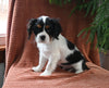 AKC Registered Cavalier KCS For Sale Millersburg OH Male-Rudolph