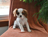 AKC Registered Cavalier KCS For Sale Millersburg OH Female-Sparkle