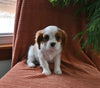 AKC Registered Cavalier KCS For Sale Millersburg OH Female-Sparkle