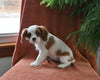 AKC Registered Cavalier KCS For Sale Millersburg OH Female-Sparkle