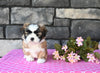 ACA Registered Shih Tzu For Sale Millersburg OH Female-Sheila