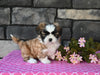 ACA Registered Shih Tzu For Sale Millersburg OH Female-Sheila
