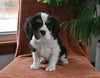 AKC Registered Cavalier KCS For Sale Millersburg OH Male-Nicholas